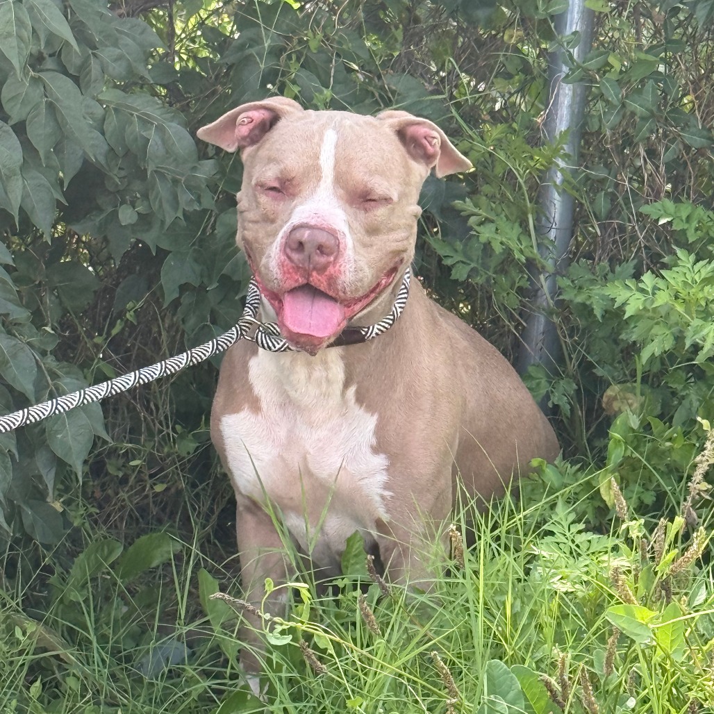 Shelter Stray Male Dog last seen , 2700 Walnut Pl, St. Louis, MO 63103, USA