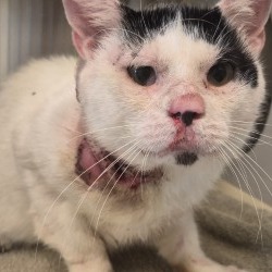 Shelter Stray Unknown Cat last seen , 3428 S Jenkins Ave, Norman, OK 73072, USA