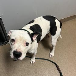 Shelter Stray Male Dog last seen , 4500 N Access Rd, Chattanooga, TN 37415, USA