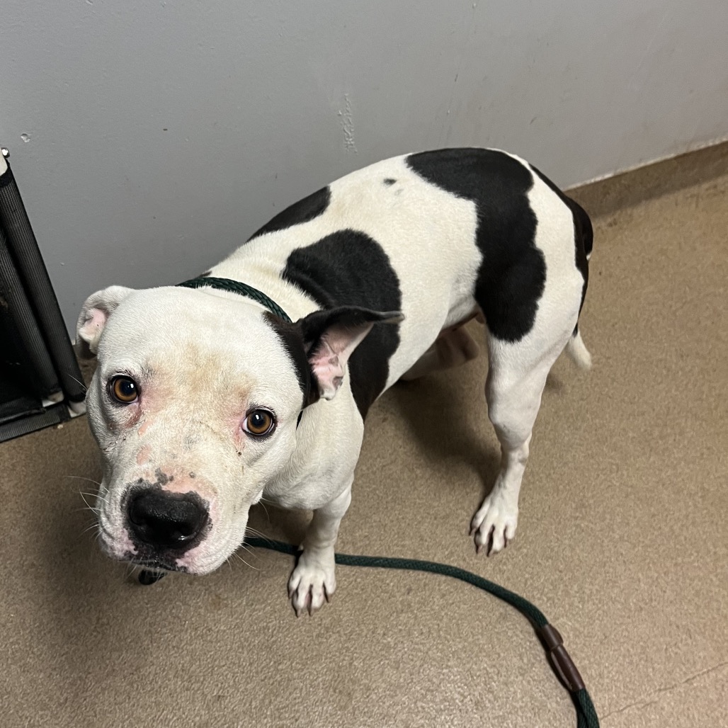 Shelter Stray Male Dog last seen , 4500 N Access Rd, Chattanooga, TN 37415, USA