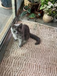 Lost Male Cat last seen 5761, E Challenger Ct, Tucson AZ 85708, Tucson, AZ 85708