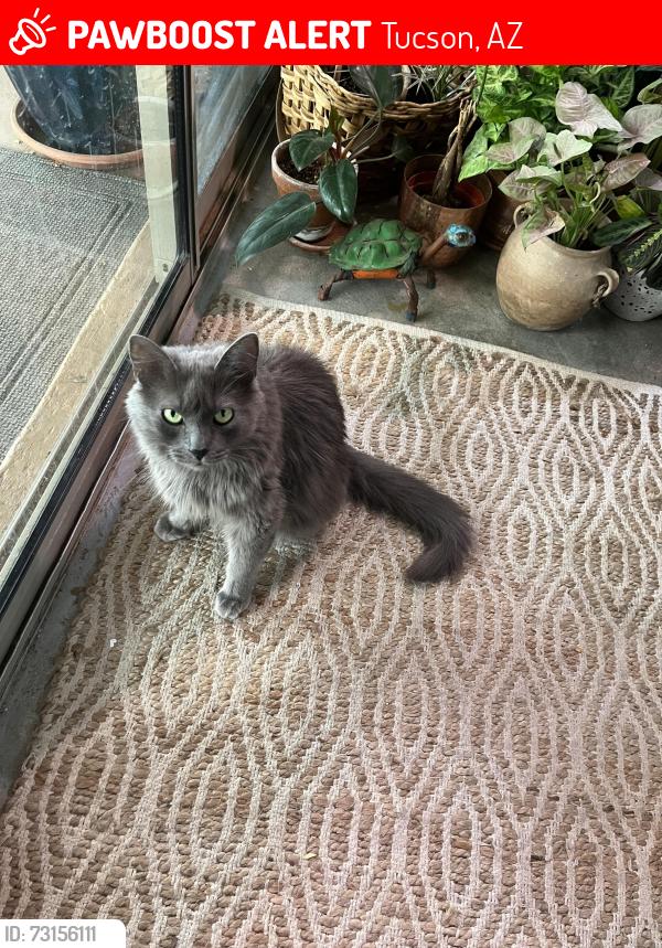 Lost Male Cat last seen 5761, E Challenger Ct, Tucson AZ 85708, Tucson, AZ 85708