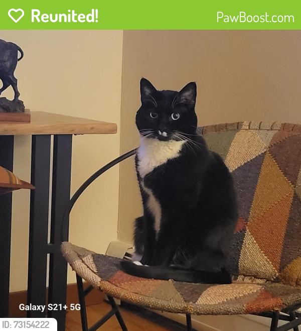 Reunited Male Cat last seen Hampden and Tamarac, Denver, CO 80237
