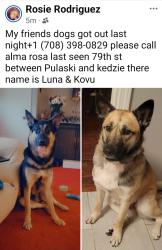 Lost Female Dog last seen 79th st, Chicago, IL 60652