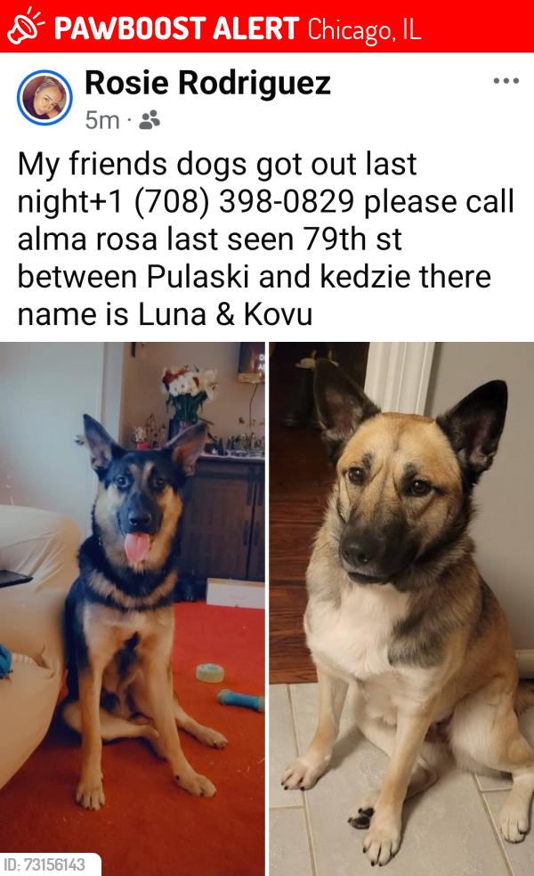 Lost Female Dog last seen 79th st, Chicago, IL 60652