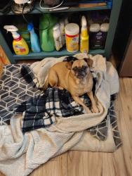 Reunited Female Dog last seen Near S Washington St and 2nd avenue, Spokane, WA 99201