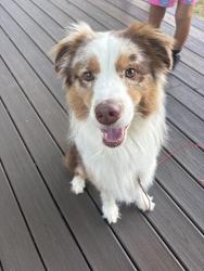 Lost Male Dog last seen Cedar and Holt road, Holt, MI 48842