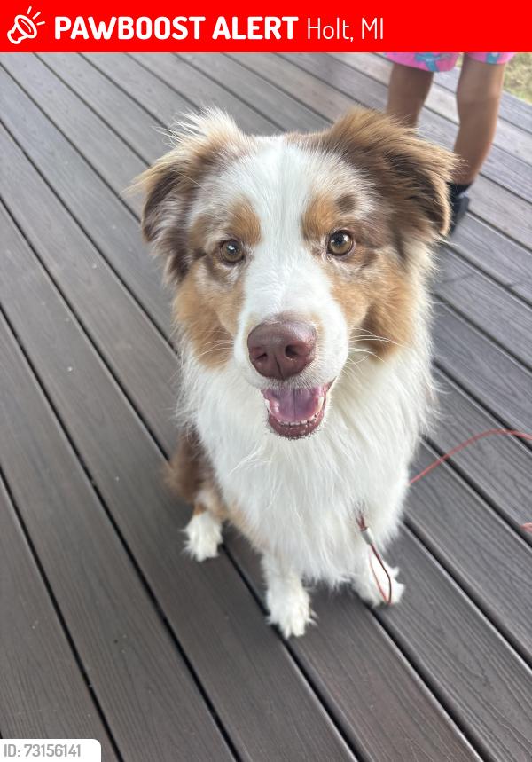 Lost Male Dog last seen Cedar and Holt road, Holt, MI 48842