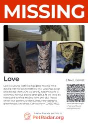 Lost Female Cat last seen Near Russell Ln, London N20 0BA, United Kingdom, London, England EN4 8EX