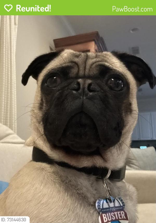 Reunited Male Dog last seen Lina St, Dallas, TX 75287, USA, Dallas, TX 75287