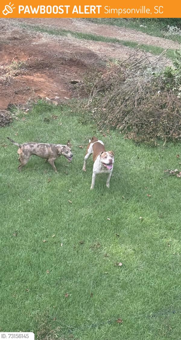 Found/Stray Female Dog last seen Hatteras Ln, Simpsonville, SC, Simpsonville, SC 29680