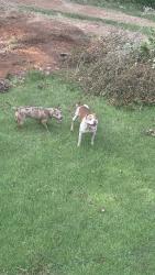 Found/Stray Female Dog last seen Hatteras Ln, Simpsonville, SC, Simpsonville, SC 29680