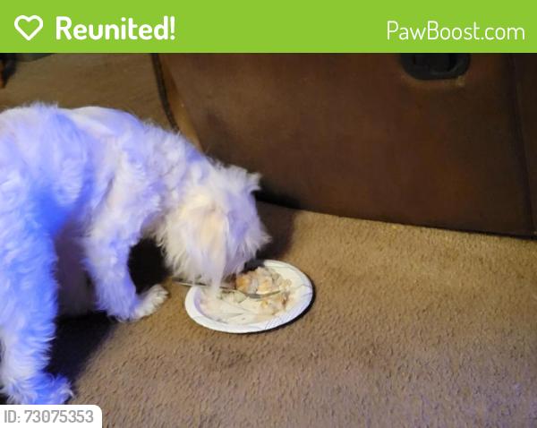 Reunited Female Dog last seen Collage and pine, Lompoc, CA 93436
