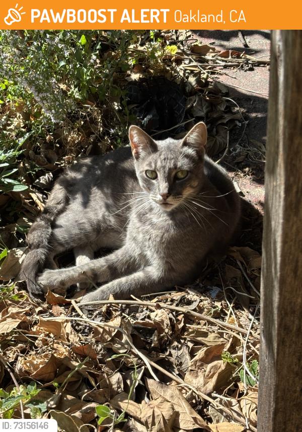 Found/Stray Unknown Cat last seen Walnut & Madera, Oakland, CA 94619