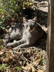 Found/Stray Unknown Cat last seen Walnut & Madera, Oakland, CA 94619