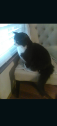 Reunited Male Cat last seen West Park drive and chip drive, O'Fallon, MO 63366