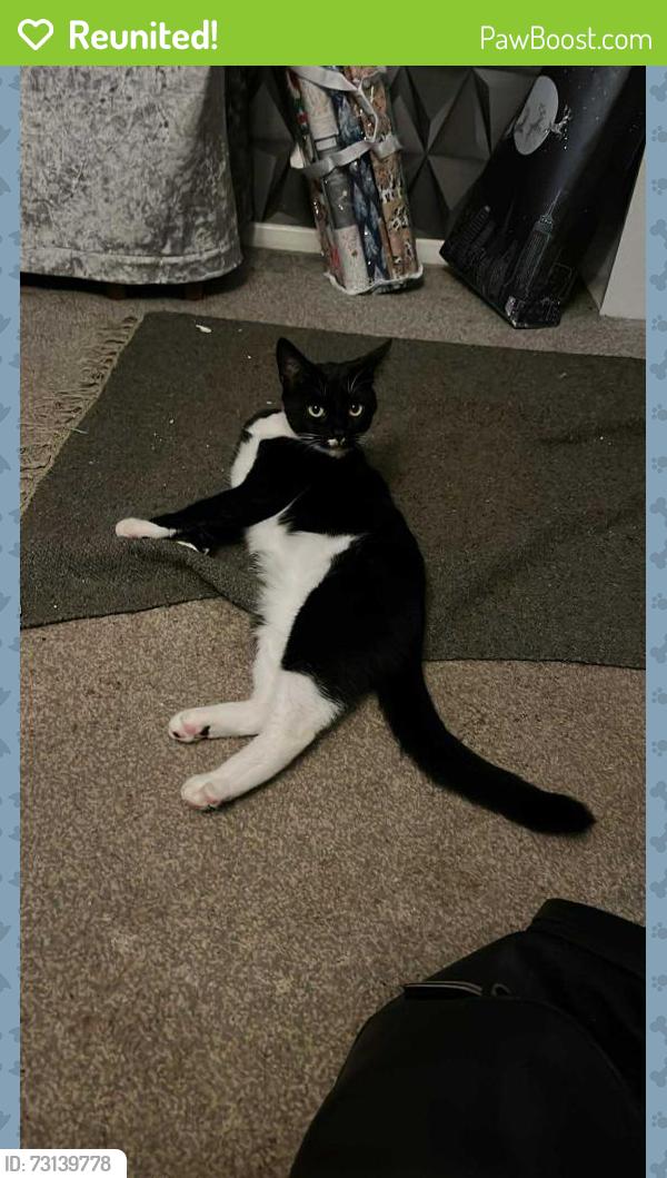 Reunited Male Cat last seen Dn159ye, Burton upon Stather, England DN15 9YE
