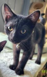 Shelter Stray Male Cat last seen , 22415 Groesbeck Hwy, Warren, MI 48089, USA