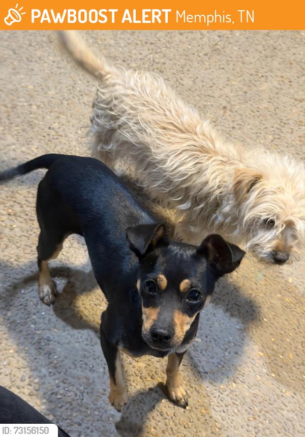 Found/Stray Female Dog last seen Rocky park dr, Memphis, TN 38141