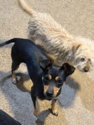 Found/Stray Female Dog last seen Rocky park dr, Memphis, TN 38141