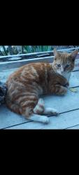 Reunited Male Cat last seen A Street x Columbine Ct, Perris, CA 92570