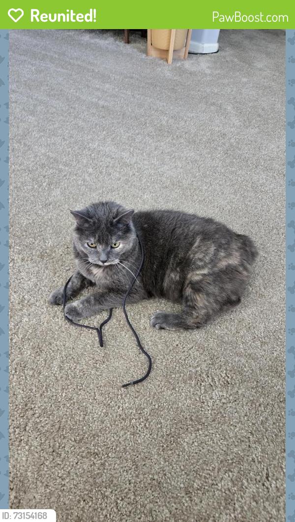 Reunited Female Cat last seen Picadilly and Hampden, Aurora, CO 80013