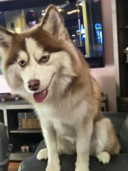 Lost Female Dog last seen Gibraltar rd, Trenton, MI 48183