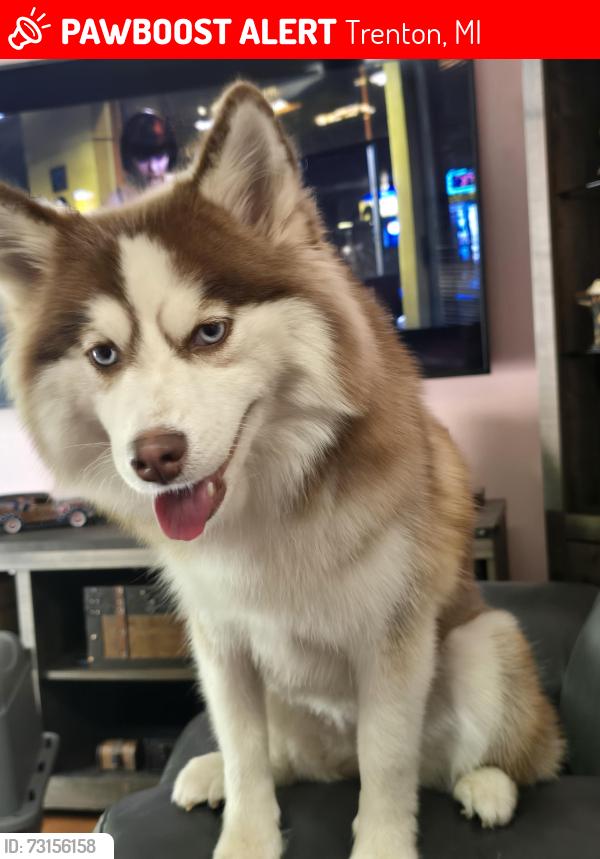 Lost Female Dog last seen Gibraltar rd, Trenton, MI 48183