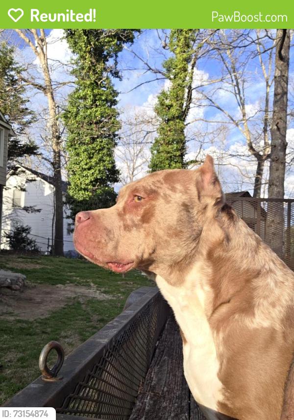 Reunited Female Dog last seen Near 120 Misty ridge pt, Hiram, GA 30141