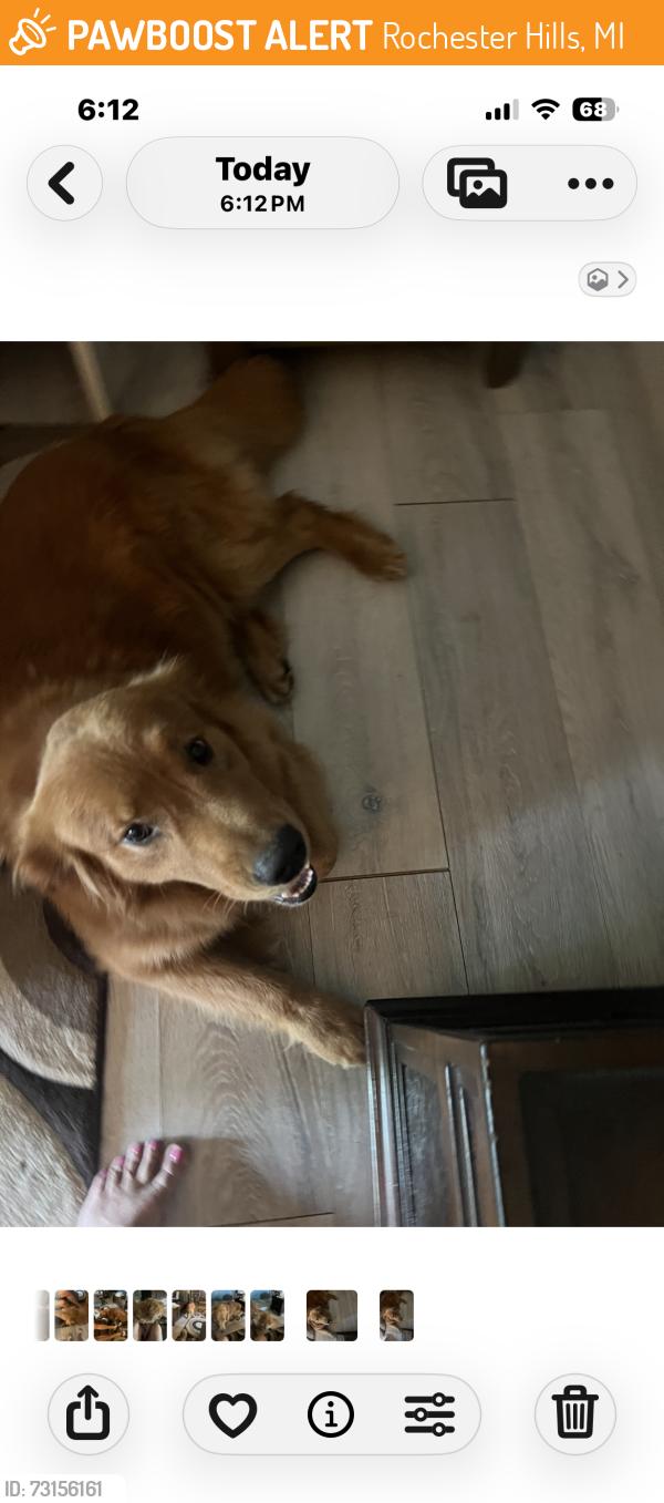 Found/Stray Male Dog last seen Auburn and Dequindre, Rochester Hills, MI 48307