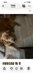 Found/Stray Male Dog last seen Auburn and Dequindre, Rochester Hills, MI 48307