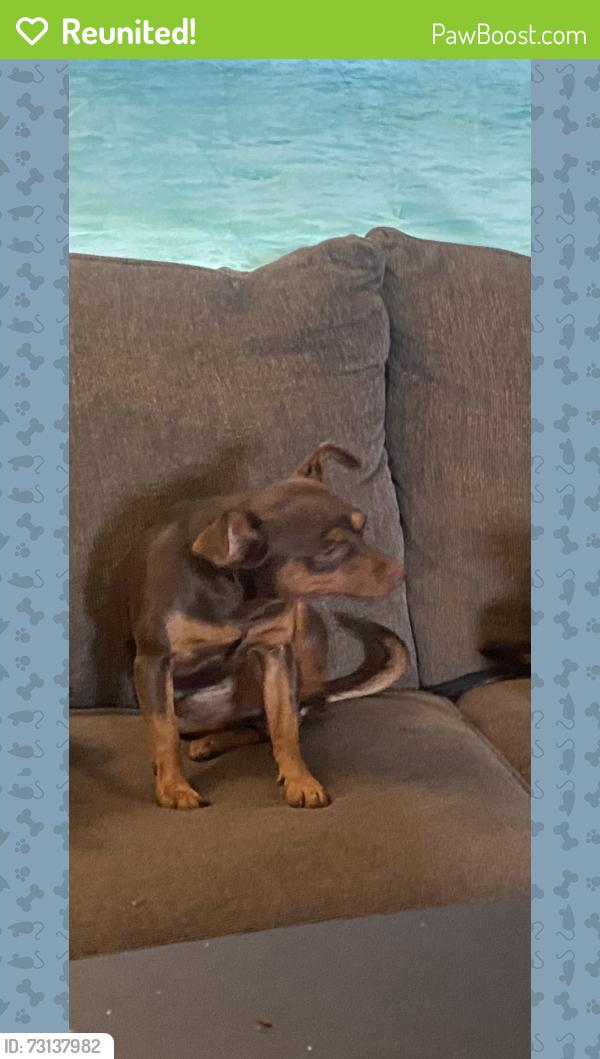 Reunited Male Dog last seen Vamburen n pensilvania new port Richey, South Franklin Township, PA 15329