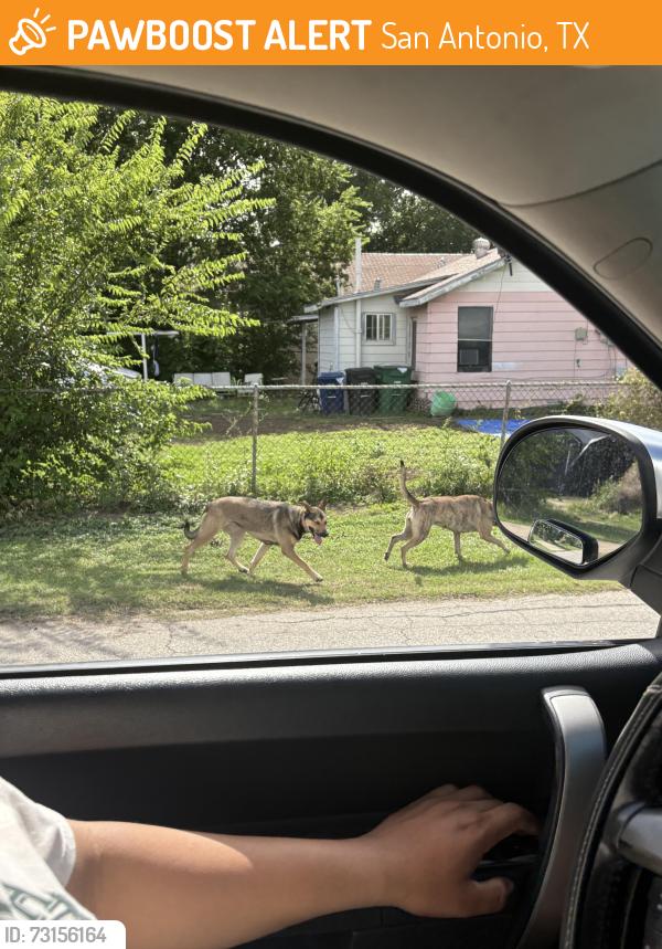 Found/Stray Female Dog last seen Divicion ave and I-35, San Antonio, TX 78211