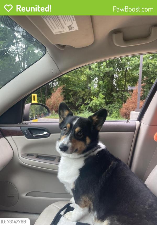 Reunited Male Dog last seen Charlestown Rd by Schuler Bauer, New Albany, IN 47150
