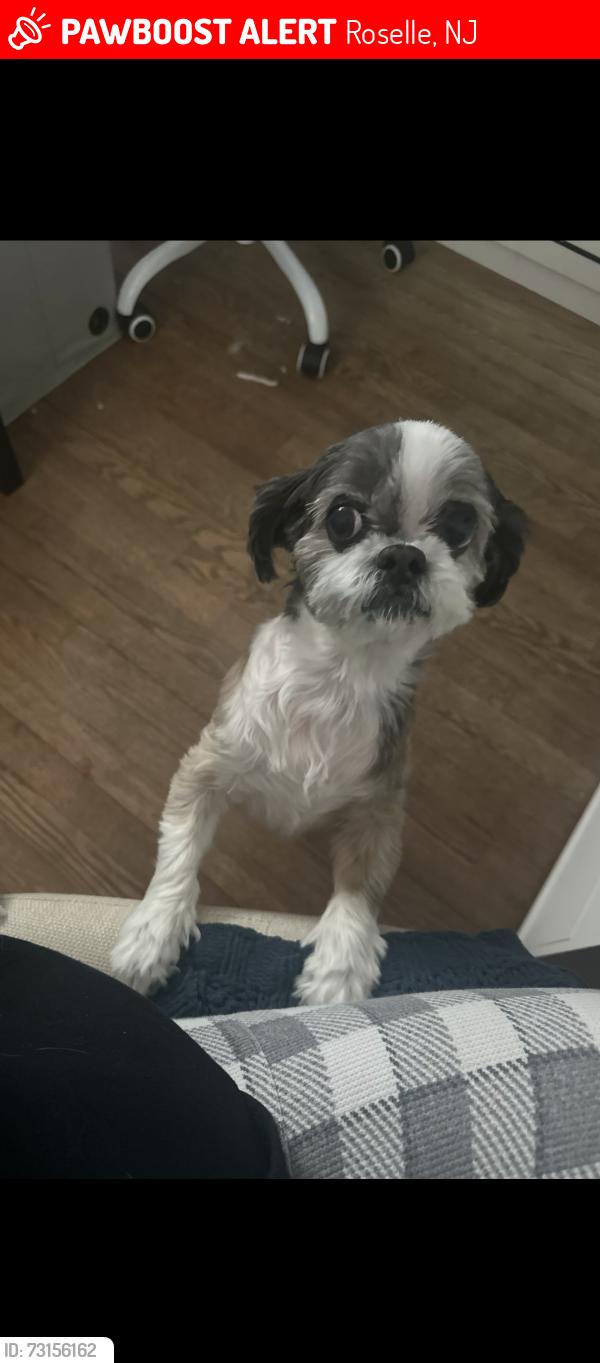 Lost Female Dog last seen Elm Street, Roselle, NJ 07203