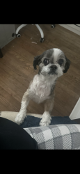 Lost Female Dog last seen Elm Street, Roselle, NJ 07203
