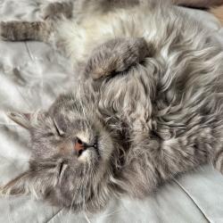 Reunited Male Cat last seen Miami Road, Salt Lake City, UT 84116