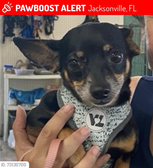 Lost Female Dog last seen Bennett and Terry, Jacksonville, FL 32216
