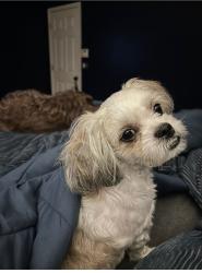 Lost Male Dog last seen Neighborhood-Heritage Park (College Park/Atl Ga), College Park, GA 30337