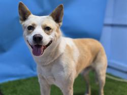 Shelter Stray Male Dog last seen , 216 W Victoria St, Gardena, CA 90248, USA