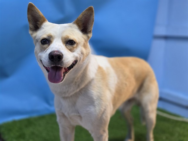 Shelter Stray Male Dog last seen , 216 W Victoria St, Gardena, CA 90248, USA