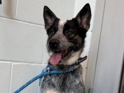 Shelter Stray Female Dog last seen SR 50/N SUNSET AVE, MASCOTTE, 12280 County Rd 448, Tavares, FL 32778, USA
