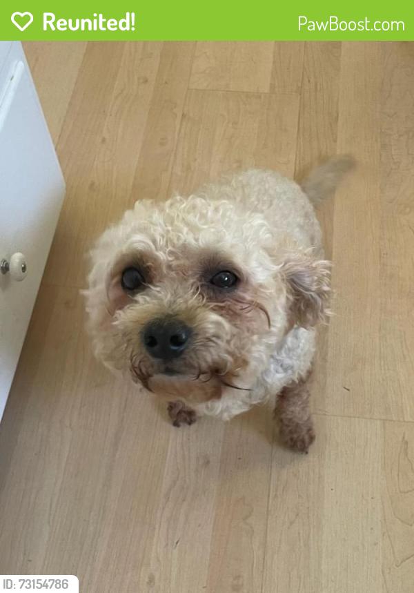 Reunited Male Dog last seen Near Woodcliff, Los Angeles, CA 91403