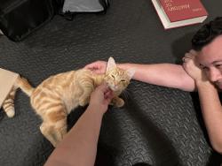Found/Stray Male Cat last seen S. Ainsworth Ave and 19th, Tacoma, WA 98405