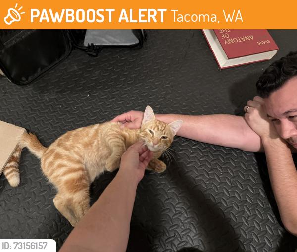 Found/Stray Male Cat last seen S. Ainsworth Ave and 19th, Tacoma, WA 98405