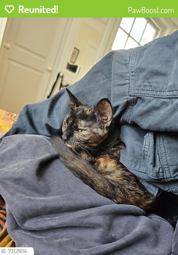 Reunited Female Cat last seen Streatham common, Greater London, England SW16 2AB