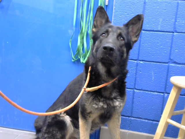 Shelter Stray Male Dog last seen Near BLOCK EASTERDAY DR NE, 8920 Lomas Blvd NE, Albuquerque, NM 87112, USA