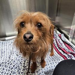 Shelter Stray Male Dog last seen Near BLOCK W BAYAUD AVE, DENVER CO 80223, 1241 W Bayaud Ave, Denver, CO 80223, USA