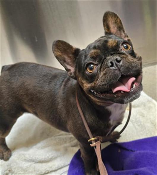 Shelter Stray Female Dog last seen Near BLOCK W BAYAUD AVE, DENVER CO 80223, 1241 W Bayaud Ave, Denver, CO 80223, USA