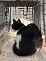 Shelter Stray Unknown Cat last seen Near BLOCK VAN BUREN ST, HOLLYWOOD FL 33020, 2400 SW 42nd St, Fort Lauderdale, FL 33312, USA